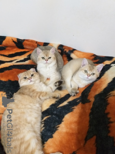Photo №2 de l'annonce № 30229 de la vente scottish fold - acheter à Turquie de la fourrière