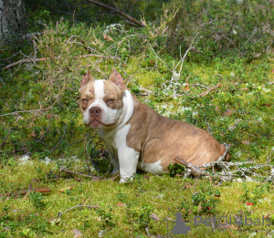 Photo №2 de l'annonce № 115983 de la vente american bully - acheter à Fédération de Russie éleveur