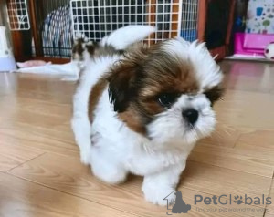 Photo №1. shih tzu - à vendre en ville de Berlin | 380€ | Annonce №97036