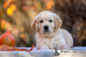 Photo №3. Chiots Golden Retriever. Fédération de Russie