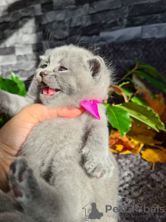 Photos supplémentaires: Superbes chatons britanniques à poil court Champion Bloodline