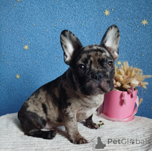 Photo №1. bouledogue - à vendre en ville de Minsk | 422€ | Annonce №165653