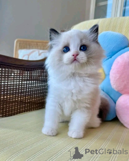 Photo №2 de l'annonce № 136933 de la vente ragdoll - acheter à Allemagne éleveur