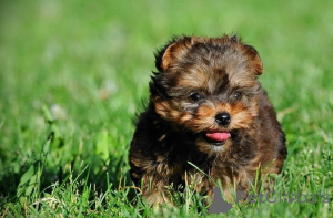 Photo №1. yorkshire terrier - à vendre en ville de Marsaxlokk | 400€ | Annonce №47610