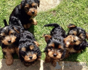 Photo №3. Teacup Yorkshire Terrier Puppy en adoption gratuite. Allemagne