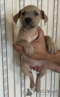 Photos supplémentaires: Abécédaire chiots et adolescents