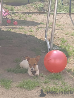 Photo №3. Des chiots Jack Russell prêts à être adoptés. Belgique