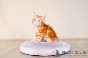 Photo №1. maine coon - à vendre en ville de Denver | 293€ | Annonce № 122037