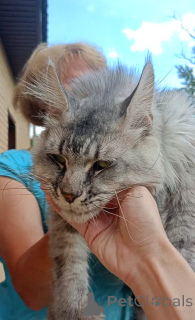 Photo №3. Cat polydact 66/66. Fédération de Russie