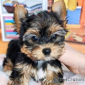 Photo №4. Je vais vendre yorkshire terrier en ville de Гамбург. annonce privée - prix - 265€