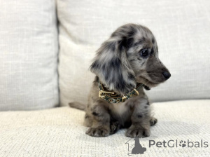 Photo №4. Je vais vendre teckel en ville de Berlin. annonce privée - prix - 630€