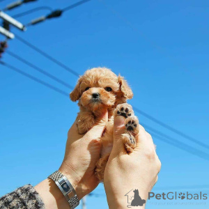 Photo №1. caniche (jouet) - à vendre en ville de Chicago | 425€ | Annonce №138635