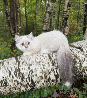 Photo №2 de l'annonce № 155479 de la vente sibérien - acheter à Suisse éleveur