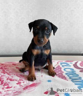 Photo №2 de l'annonce № 54729 de la vente pinscher miniature - acheter à Estonie de la fourrière, éleveur