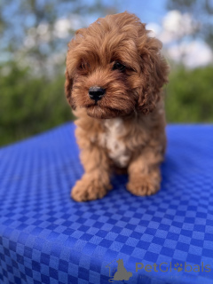 Photo №2 de l'annonce № 139109 de la vente kavapoun - acheter à Ukraine annonce privée, de la fourrière, éleveur