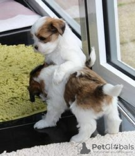 Photo №1. shih tzu - à vendre en ville de Aachen | 1000€ | Annonce №130697