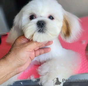 Photo №2 de l'annonce № 126835 de la vente yorkshire terrier - acheter à France éleveur