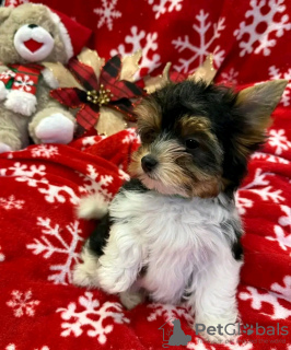 Photo №2 de l'annonce № 126839 de la vente  - acheter à France 