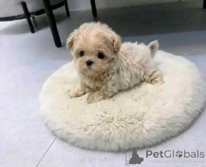 Photo №4. Je vais vendre maltipu en ville de Chicago. éleveur - prix - 425€