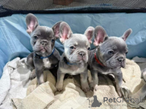 Photo №1. bouledogue - à vendre en ville de Wagga Wagga | 213€ | Annonce №129462