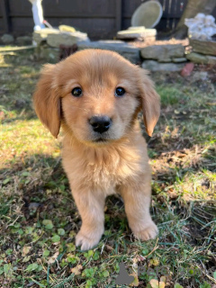 Photo №1. golden retriever - à vendre en ville de Varsovie | négocié | Annonce №163014