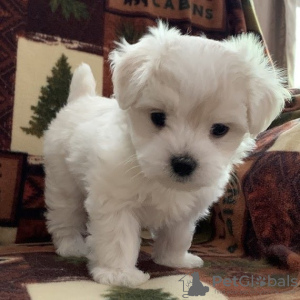 Photo №1. bichon maltais - à vendre en ville de Jersey City | négocié | Annonce №119908