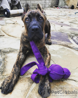 Photo №1. cane corso - à vendre en ville de Budapest | 331€ | Annonce №78807