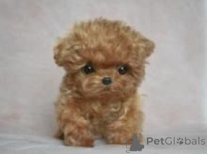 Photo №1. caniche (jouet) - à vendre en ville de Rotterdam | négocié | Annonce №173443