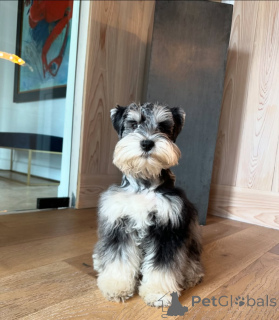 Photo №1. schnauzer miniature - à vendre en ville de Munich | négocié | Annonce №168561