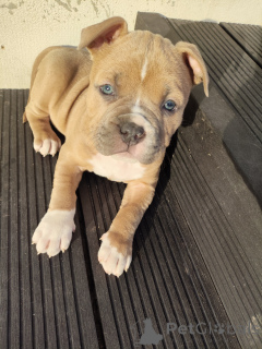Photo №4. Je vais vendre american staffordshire terrier en ville de Stalowa Wola.  - prix - 700€