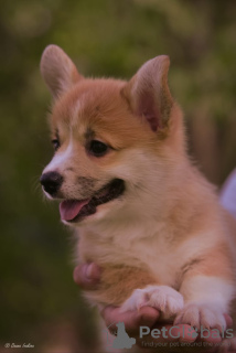 Photos supplémentaires: Chiots Welsh Corgi Pembroke