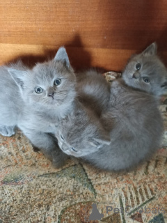 Photo №2 de l'annonce № 139095 de la vente scottish straight - acheter à Georgia annonce privée