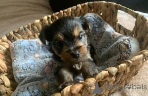 Photo №1. yorkshire terrier - à vendre en ville de Baumur | 350€ | Annonce №178875