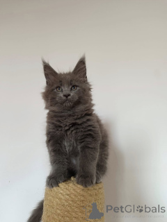 Photo №1. maine coon - à vendre en ville de Fracasse | Gratuit | Annonce № 137457