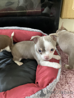 Photo №3. Hivers magnifiques chiots Chowski. USA