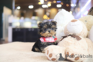 Photo №2 de l'annonce № 152832 de la vente yorkshire terrier - acheter à USA éleveur