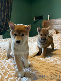 Photo №1. shiba - à vendre en ville de Paris | négocié | Annonce №120300