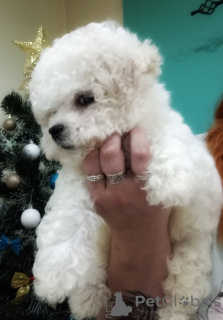 Photo №2 de l'annonce № 32294 de la vente bichon à poil frisé - acheter à Biélorussie éleveur