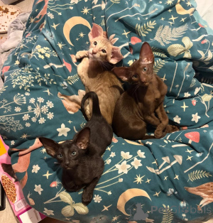 Photo №1. oriental shorthair - à vendre en ville de Hambourg | 350€ | Annonce № 178040