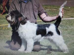 Photo №2 de l'annonce № 144383 de la vente grand venetian basset griffon - acheter à Pologne éleveur