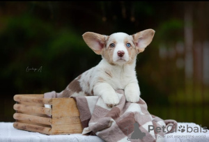 Photo №3. Cardigan Welsh Corgi. Pologne