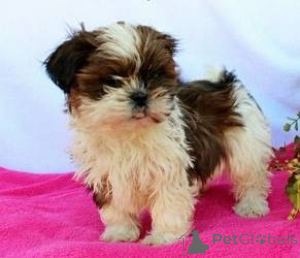 Photo №1. shih tzu - à vendre en ville de Дюрбюи | négocié | Annonce №134867