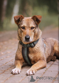 Photos supplémentaires: Ruby le chien à la recherche d'un foyer