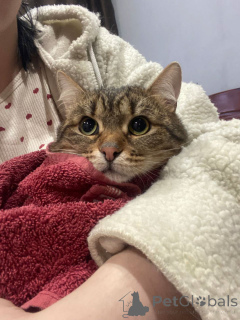 Photo №3. Le bébé affectueux MurAmur recherche une famille aimante !. Fédération de Russie