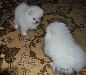 Photos supplémentaires: Présentation d'adorables chiots de Poméranie !