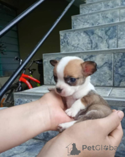 Photo №1. chihuahua - à vendre en ville de Chicago | 372€ | Annonce №137589