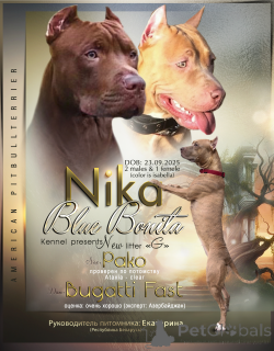 Photo №1. american pit bull terrier - à vendre en ville de Bakou | 1356€ | Annonce №164563