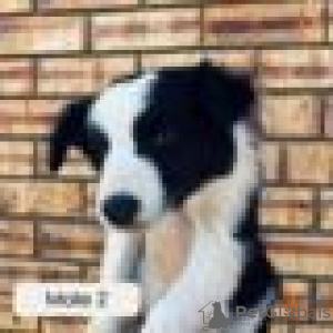 Photo №1. border collie - à vendre en ville de Urjala | Gratuit | Annonce №128415