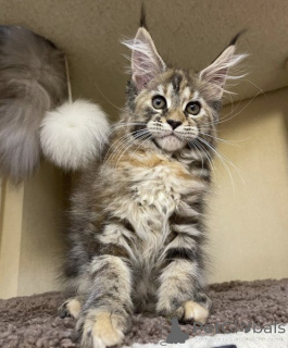 Photo №2 de l'annonce № 134854 de la vente maine coon - acheter à Allemagne annonce privée, de la fourrière, de l'abri, éleveur