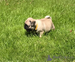 Photo №2 de l'annonce № 116557 de la vente chien bâtard - acheter à Allemagne annonce privée